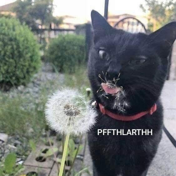 cat eating dandelion an regretting it
