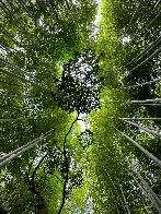 Arashiyama Bamboo Grove, Kyoto, Japan - 25.07.2023