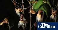 US braces for cicadas by the trillion as two broods of periodic insects coincide