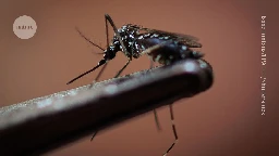 What drives mosquitoes’ bloodlust? Their hormones