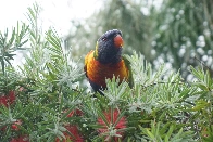 Rainbow Lorikeet