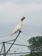 Cockatoo on a clothesline