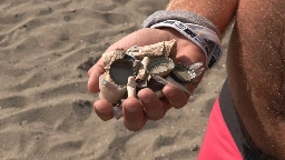 'This is not an event place': Volleyball players frustrated by trash at English Bay Beach