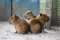 A capybara couple welcomes triplets at Drusillas Park zoo