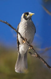 Noisy miner - Wikipedia