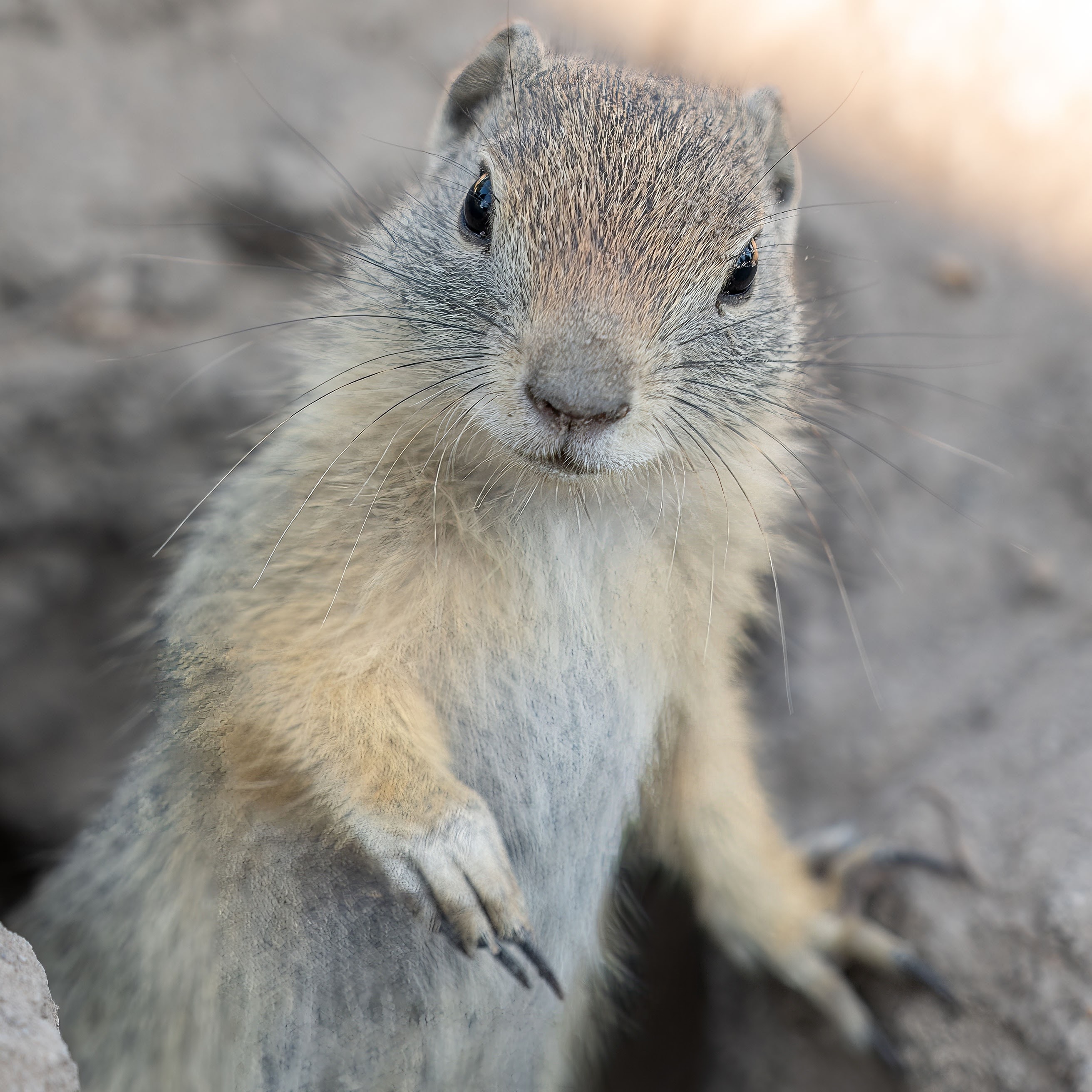 I only take pictures of ground squirrels