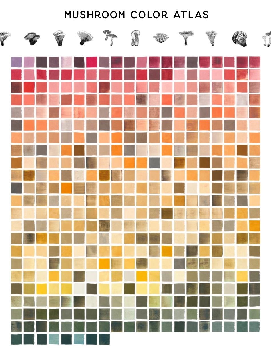 Home: Mushroom Color Atlas