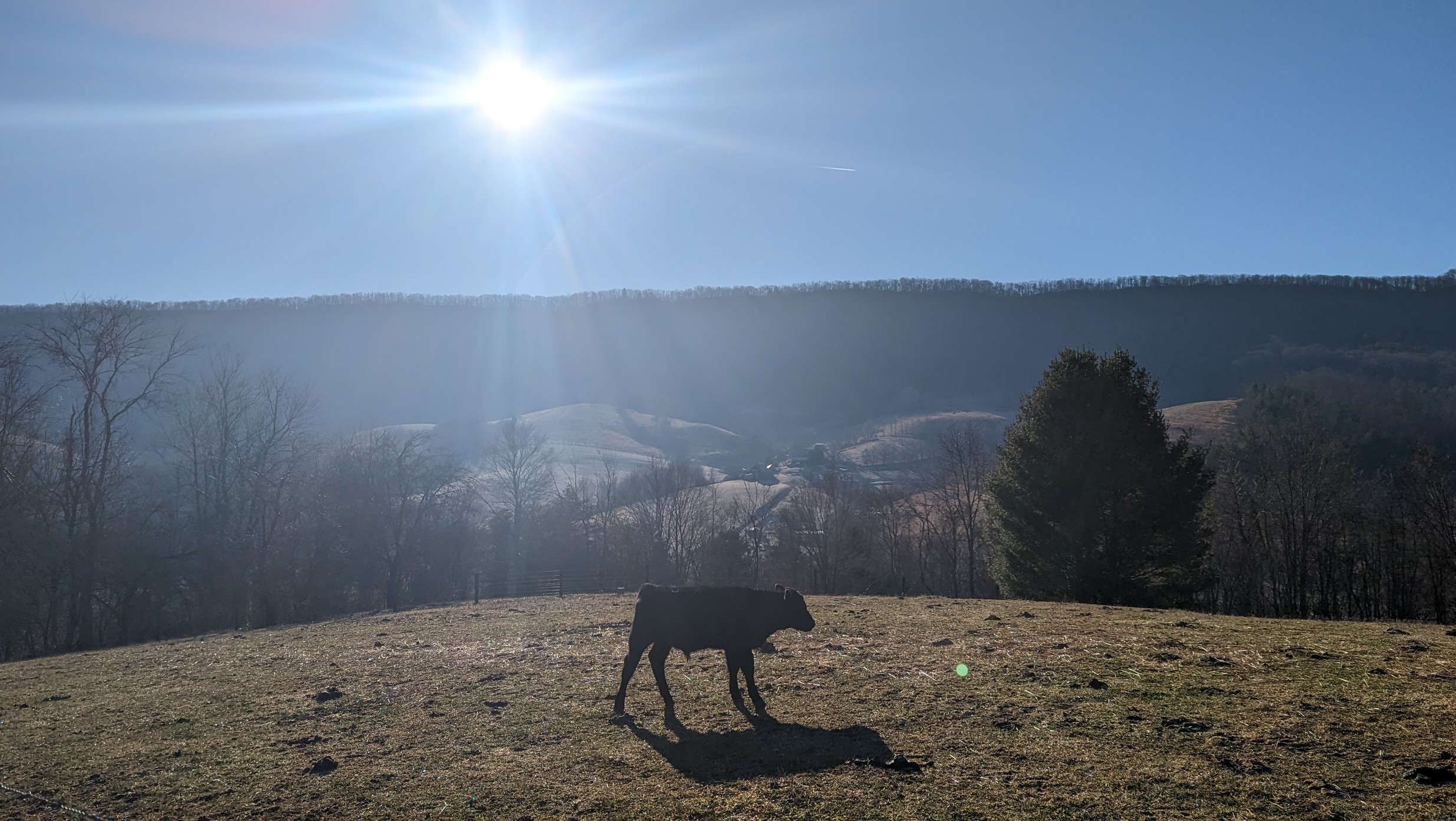 Calf in the Morning