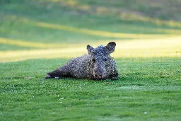 Wild pig-like animals are tearing up an Arizona golf course. The internet is delighted