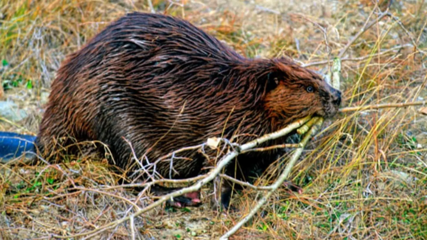 The Sound of Running Water Puts Beavers in the Mood to Build