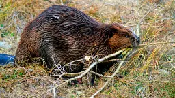 The Sound of Running Water Puts Beavers in the Mood to Build | Mental Floss