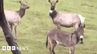 Pet donkey found 'living best life' with elk, five years after escape