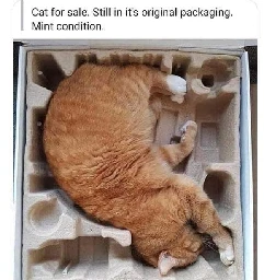 Packaging for a cat