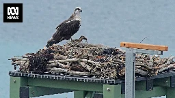 Helicopters, oyster boats and barges called in to save rare raptors from extinction