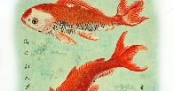 Red-Orange Japanese Fish