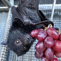 Delicious grapes