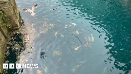 Hull Princes Quay: Health warning over feeding pasties to fish