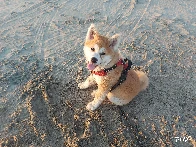 First evening at the beach for Suki ⛱️