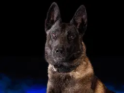 Police dog Vader dies from heat exhaustion after patrol car’s AC malfunctioned