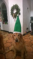 My childhood goldster being a Christmas elf