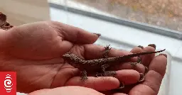 Four baby tuatara found at Invercargill demolition site