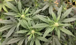 DEA Begins Selecting Witnesses For Marijuana Rescheduling Hearing, Inviting Industry Stakeholders And Prohibitionists To Testify - Marijuana Moment