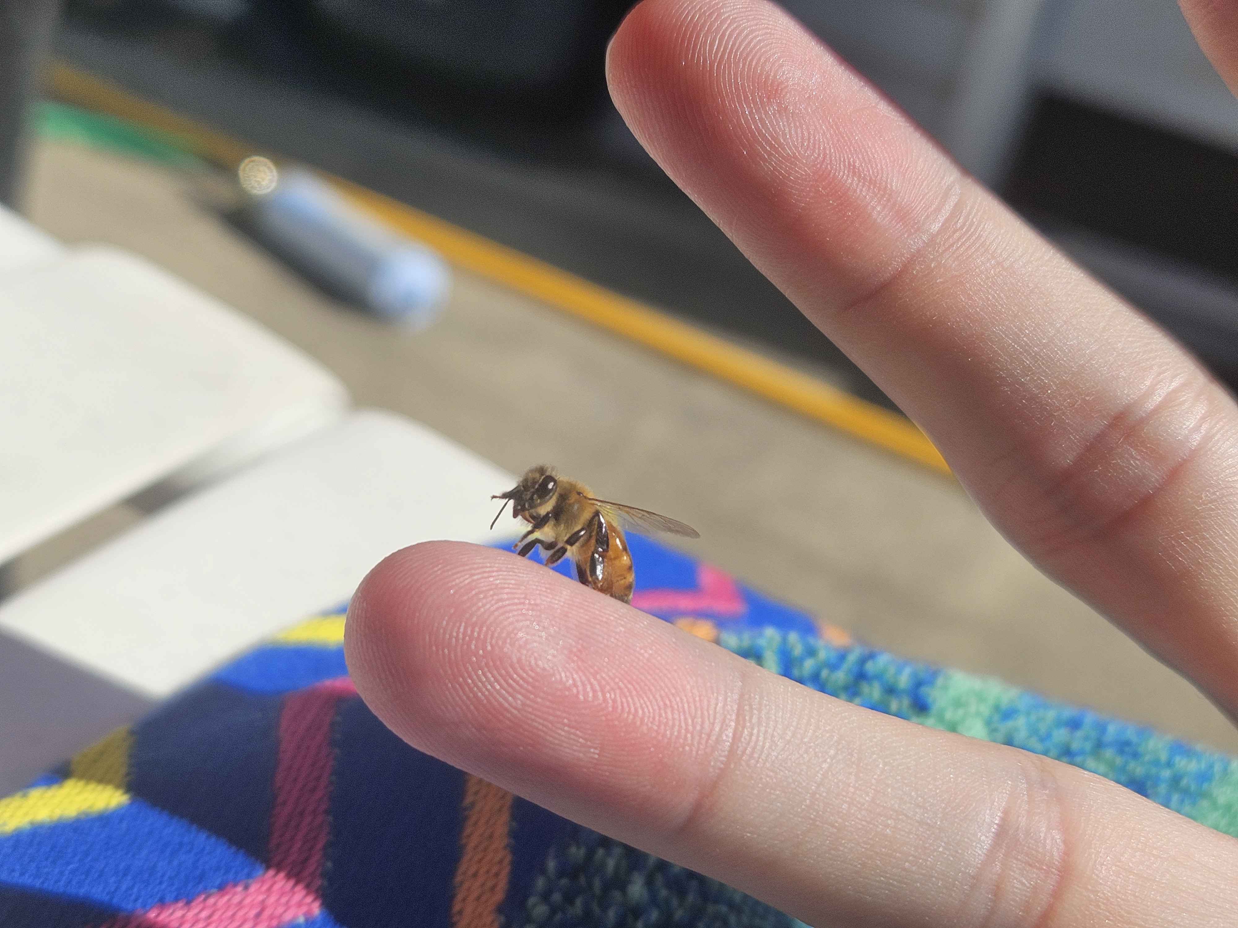 Had A Cute But Slightly Terrifying Moment With A Bee. More Photos Inside.