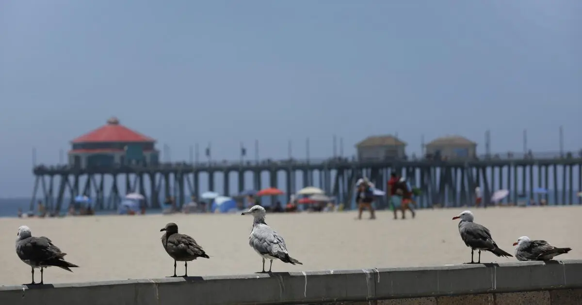 Driver intentionally hit cyclists, killing one, in brief rampage, Huntington Beach police say