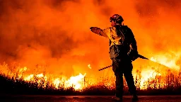 California wildfires altering ecosystems, disrupting wildlife habitats: Study