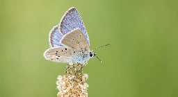 Three out of four populations of rare butterflies have been lost