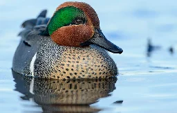 Teal: The tiny ducks that can’t walk straight, but can corkscrew through the air at 50mph - Country Life