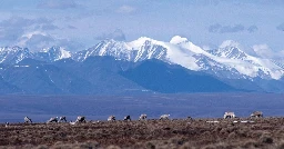 Alaska refuge is one of Earth's last truly wild places. Trump calls it America's "biggest oil farm."