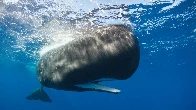 Scientists Have Reported a Breakthrough In Understanding Whale Language