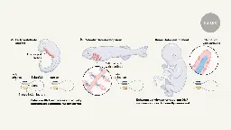 Fish gills and human ears share the same genetic blueprint