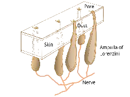 Ampullae of Lorenzini - Wikipedia