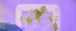 Salads Grown in Space May Pose a Deadly Problem