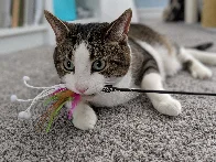 Emilio with a toy (Mar 2019)