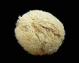 Echinocardium cordatum - Wikipedia