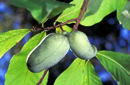 Asimina triloba - Wikipedia