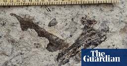 ‘Entire ecosystem’ of fossils 8.7m years old found under Los Angeles high school