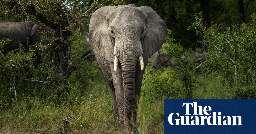 African elephant populations stabilise in southern heartlands