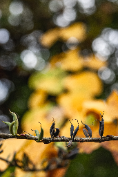 Seed Pod Conga [OC]