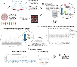 Integrating human endogenous retroviruses into transcriptome-wide association studies highlights novel risk factors for major psychiatric conditions - Nature Communications