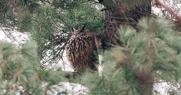 Flaco, Escaped Central Park Zoo Owl and Defier of Doubts, Is Dead