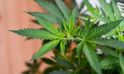 FDA Educates Healthcare Professionals On Marijuana, Hemp And The Emerging Cannabinoid Market - Marijuana Moment