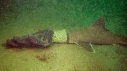 Baby shark caught in glove rescued by couple on scuba diving trip in Rhode Island