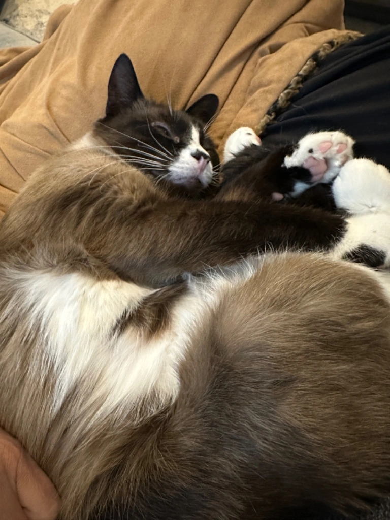 zonked out