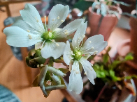 Venus flytrap flowers [OC]