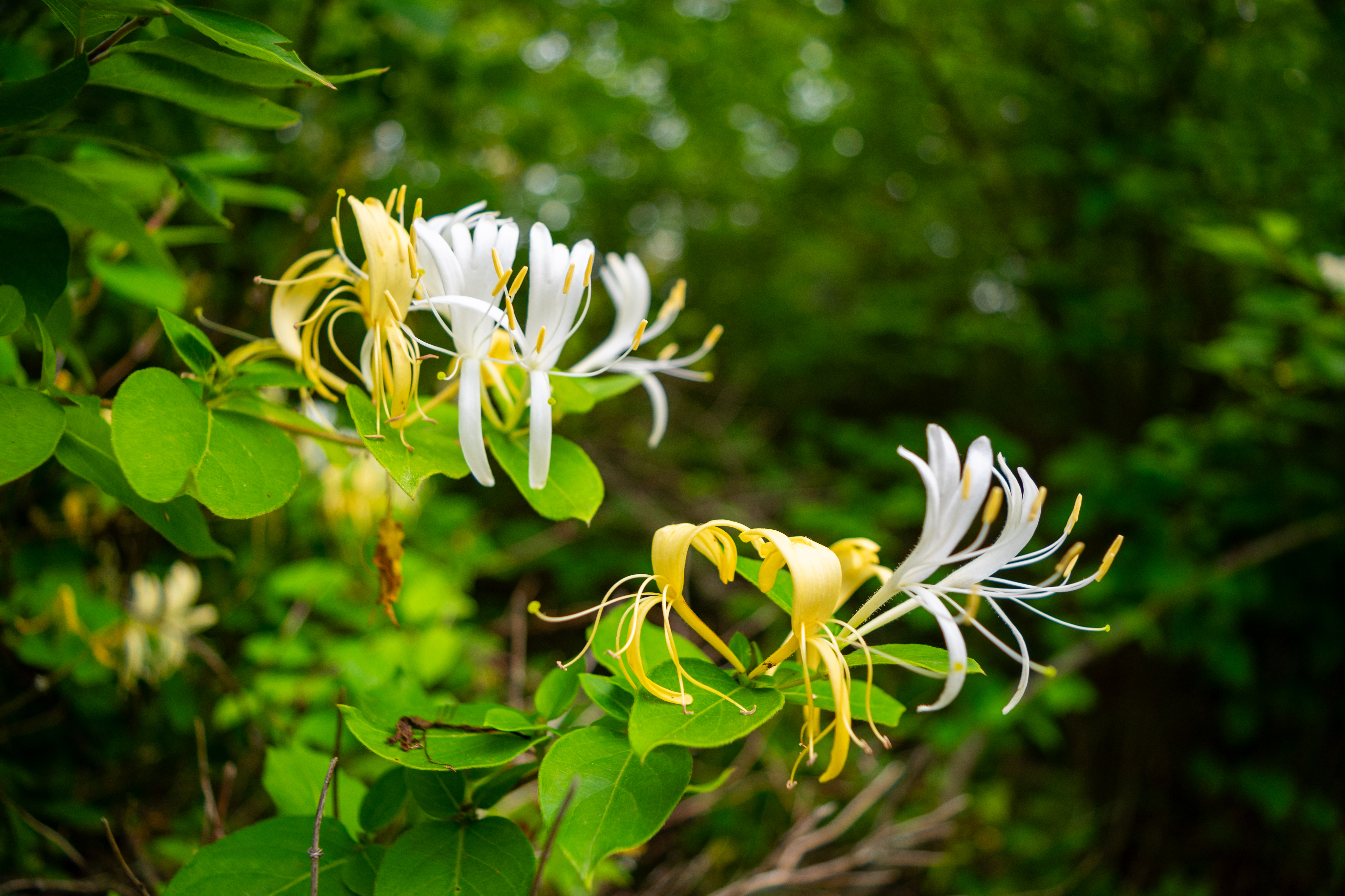 Honeysuckle [OC]