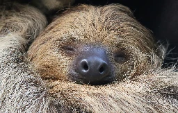 Sloths on brink of extinction as they struggle to adapt to changing world